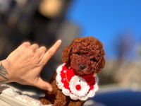 SAFKAN TOY POODLE YAVRULAR