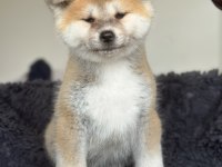 Fci kif şecereli safkan akita inu yavru