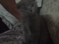 Scottish Fold Kedimiz