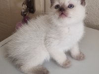 Mavi gözlü scottish fold yavrular