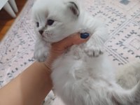 Safkan british longhair silver point yavrular
