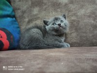 Ücretsiz sahiplendirme british shorthair