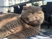 Scottish Fold Sahiplendirme