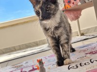 Safkan Şecereli Dişi Maine Coon