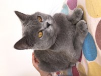 Dişi british shorthair