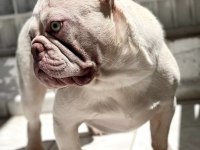 Erkek french bulldog lilac tan platinyum