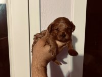 Kore poodle yavrular