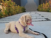 7 Aylık PİNK AND TAN Dişi Pug Mops İZMİR