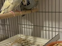 Üst vasıf show jumbo hazır çift muhabbet kuşu