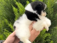 En Özeli Bizim Olsun Diyenlere Three Color Pomeranian