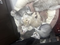 A+ kalite british shorthair yavrular