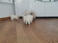 Safkan kore maltese sıfır boy