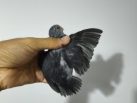 Yavru Dişi Erkek Forpus Papağanı