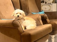 Ücretsiz takip şartlı maltipoo sahiplendirme