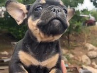 French bulldog yavrularımız ırk ve sağlık garantili