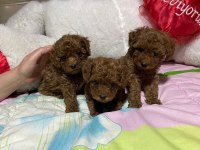 Toy Poodle Yavrularımız