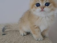 British shorthair golden erkek