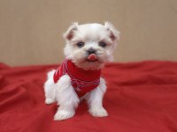 Kore maltese