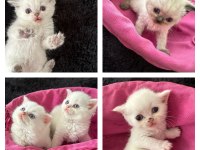 Ücretli sahiplendirilecektir british shorthair