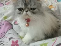 Kızımız yeni sahiplerini arıyor