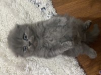 2beyaz kırık kulak 1 gri 1 sarı sarı dik kullak