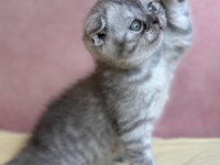 Scottish Fold 1,5 aylık