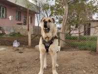 Kangalların psikopatı