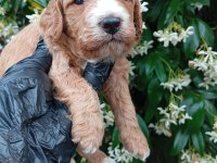 IRK VE SAĞLIK GARANTİ POODLE YAVRULARIMUZ