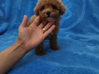 MALTİPOO  YAVRULARIMIZ