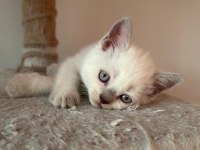 Teslime hazır uygun british shorthair bebekler