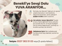 Kedimize Ömür Boyu Yuva Arıyorum