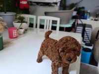 TEA CUP BOYUTLARDA POODLE BEBEKLERİMİZ
