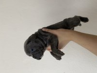 French bulldog yavrular