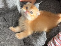 Golden scottish fold erkek bebek