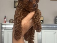 Ev Doğumlu Ailemizde Büyüyen Toy Poodle Bebeklerim