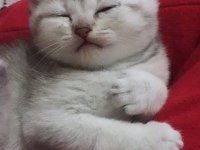 Silver shaded Scottish Fold baba şecereli