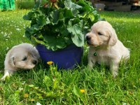 Golden Retriever Yavrular İstenirse Kapınıza Teslim