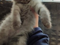 Tatlı yavru scottish fold