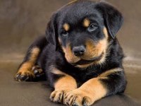 Ev ve bahçeniz için rottweiler kapıda ödeme mevcuttur