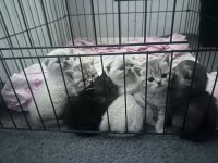 7 adet rezerveye açık british shorthair yavrularımız