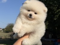 KARTOPU GİBİ AYICIK POMERANİAN BOO