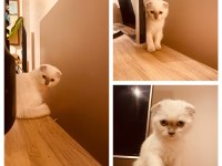 Safkan scottish fold dişi