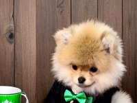 Antalya safkan pomeranian boo yavruları