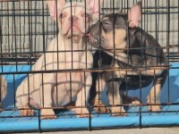 Dişi lilac tan platinium İSABELLA taşıyıcı french bulldog