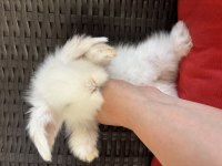 Teddy Lop Tavşanı
