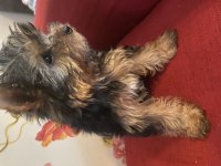 Safkan sıfır numara yorkshire terrier köpekler