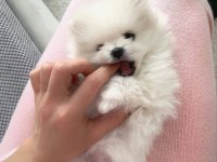POMERANİAN BOO YAVRU