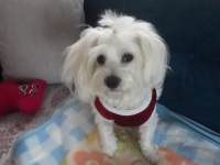 GÜZELLER GÜZELİ MALTESE LİLAMI SAHİPLENDİRİYORUM