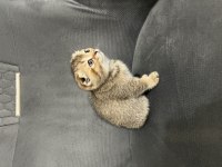 Scottish fold british shorthair
