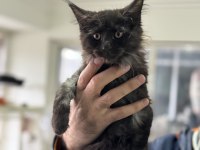 Ankarada Ziyarete Açık Maine Coon Yavrular